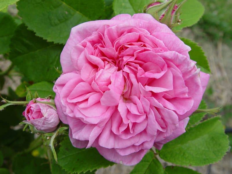 Rose Essential Oil